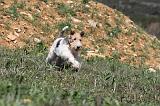 FOX TERRIER 142